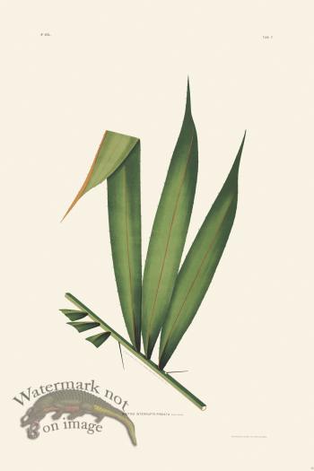 Rodrigues Palm Front 048